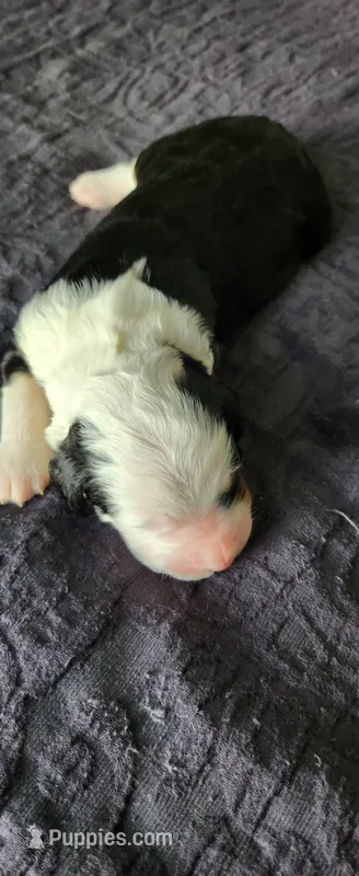 Aspin – Bernedoodle puppy for sale in Pueblo West, CO
