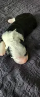 Aspin, a female Bernedoodle for sale in Pueblo West, CO – 1 of 6