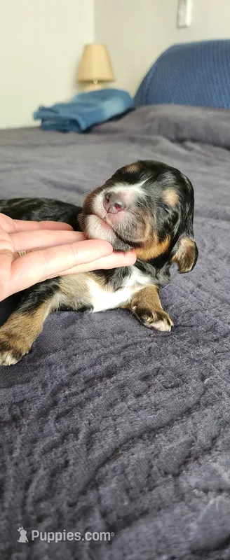 Oakley  – Bernedoodle puppy for sale in Pueblo West, CO