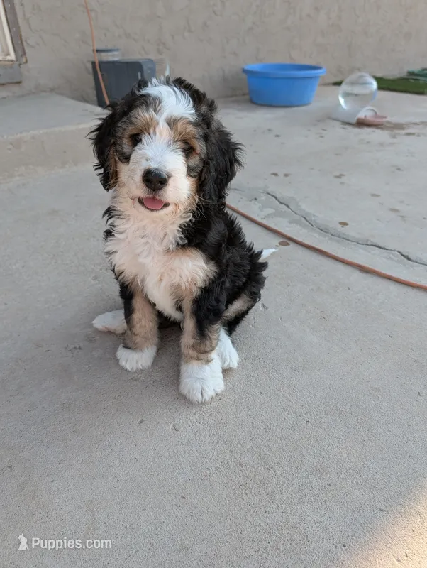 Ranger – Bernedoodle puppy for sale in Pueblo West, CO