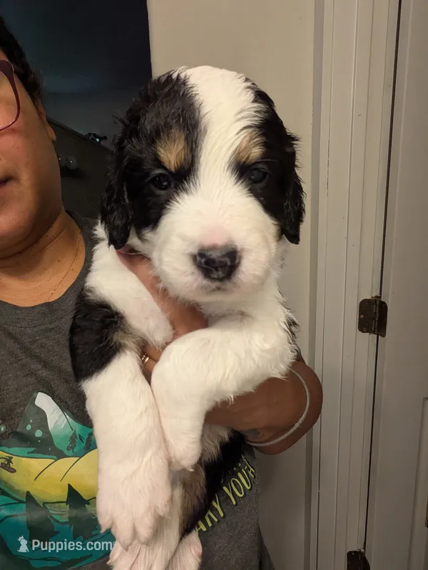 Moose – Bernedoodle puppy for sale in Pueblo West, CO