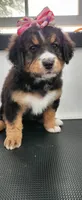 Willow, a female Bernedoodle for sale in Pueblo West, CO – 1 of 4