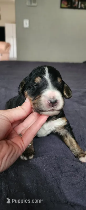 Willow – Bernedoodle puppy for sale in Pueblo West, CO