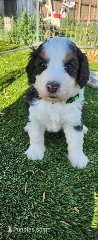 Maverick  – Bernedoodle puppy for sale in Pueblo West, CO