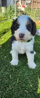 Maverick , a male Bernedoodle for sale in Pueblo West, CO – 4 of 9