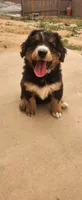 Willow, a female Bernedoodle for sale in Pueblo West, CO – 2 of 4