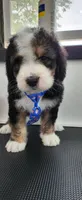 Ranger, a male Bernedoodle for sale in Pueblo West, CO – 4 of 10