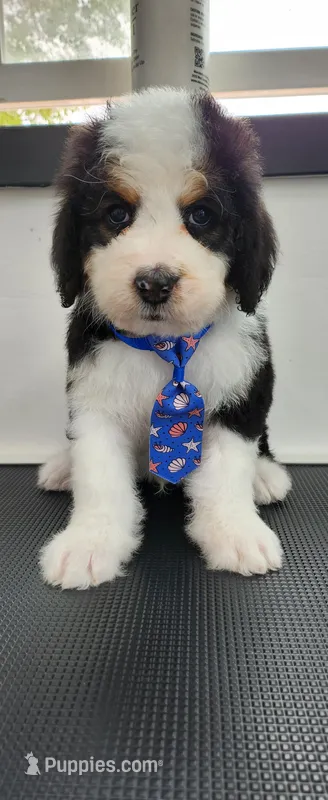Maverick  – Bernedoodle puppy for sale in Pueblo West, CO