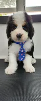Maverick , a male Bernedoodle for sale in Pueblo West, CO – 3 of 9