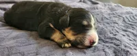 Maple, a female Bernedoodle for sale in Pueblo West, CO – 4 of 4