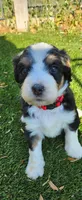 Hazel , a female Bernedoodle for sale in Pueblo West, CO – 8 of 10