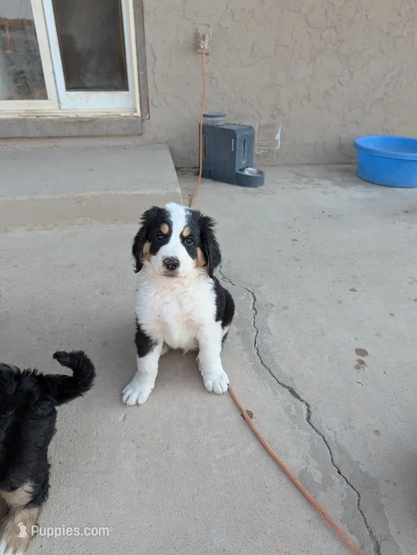 Moose – Bernedoodle puppy for sale in Pueblo West, CO