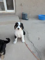 Moose, a male Bernedoodle for sale in Pueblo West, CO – 1 of 7