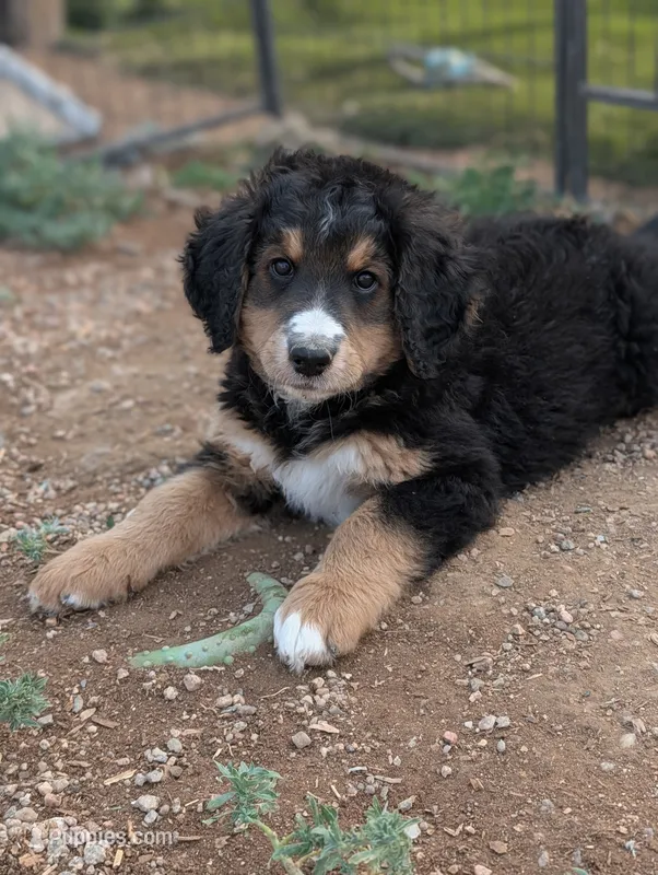 Willow – Bernedoodle puppy for sale in Pueblo West, CO
