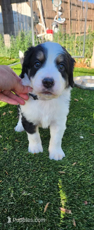 Moose – Bernedoodle puppy for sale in Pueblo West, CO