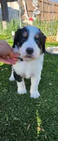 Moose, a male Bernedoodle for sale in Pueblo West, CO – 2 of 7