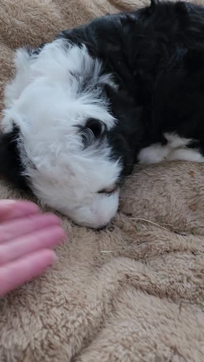 Aspin, a female Bernedoodle for sale in Pueblo West, CO – 9 of 9