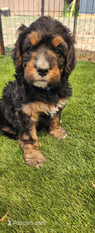 Oakley  – Bernedoodle puppy for sale in Pueblo West, CO