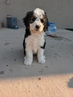 Maverick , a male Bernedoodle for sale in Pueblo West, CO – 2 of 9