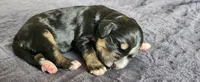 Juniper , a female Bernedoodle for sale in Pueblo West, CO – 4 of 4