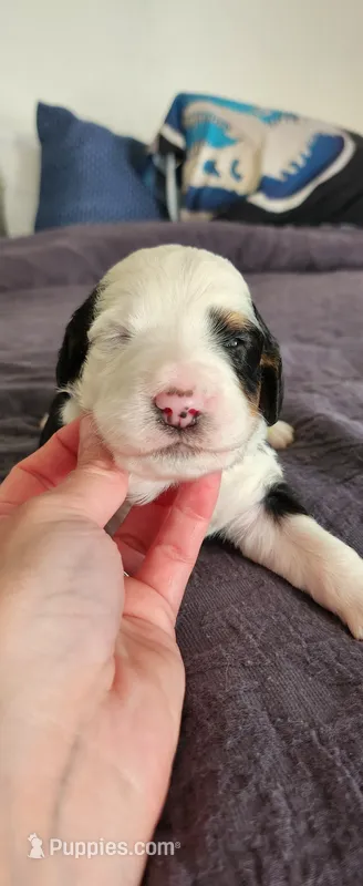 Aspin – Bernedoodle puppy for sale in Pueblo West, CO