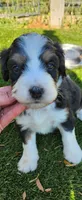 Hazel , a female Bernedoodle for sale in Pueblo West, CO – 9 of 10