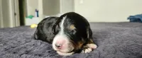 Willow, a female Bernedoodle for sale in Pueblo West, CO – 2 of 3