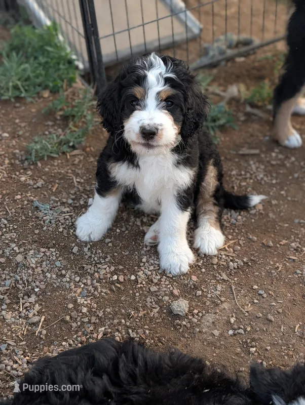 Hazel  – Bernedoodle puppy for sale in Pueblo West, CO