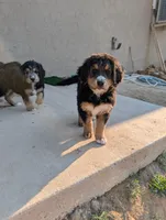 Willow, a female Bernedoodle for sale in Pueblo West, CO – 4 of 4