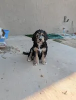 Juniper , a female Bernedoodle for sale in Pueblo West, CO – 5 of 9