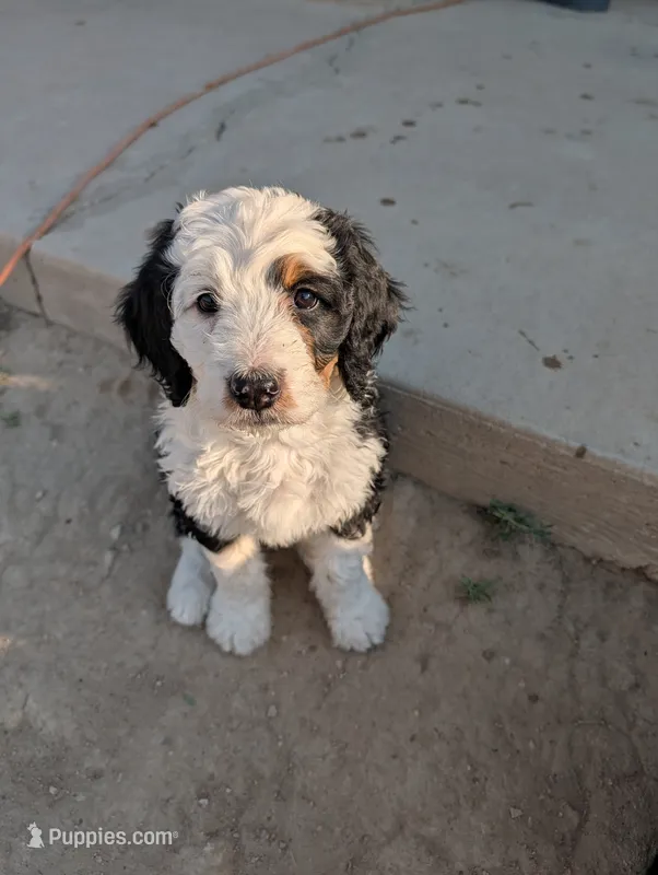 Aspin – Bernedoodle puppy for sale in Pueblo West, CO