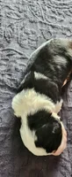 Moose, a male Bernedoodle for sale in Pueblo West, CO – 3 of 3
