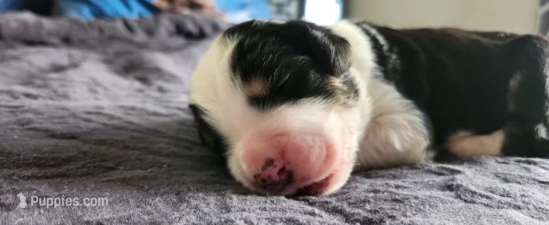Moose – Bernedoodle puppy for sale in Pueblo West, CO
