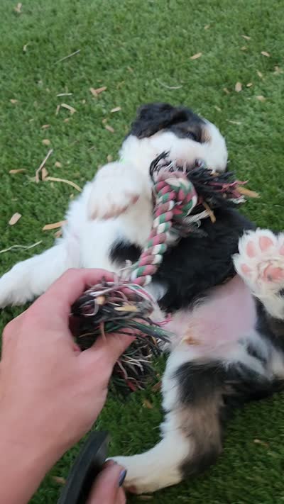 Maverick , a male Bernedoodle for sale in Pueblo West, CO – 9 of 9