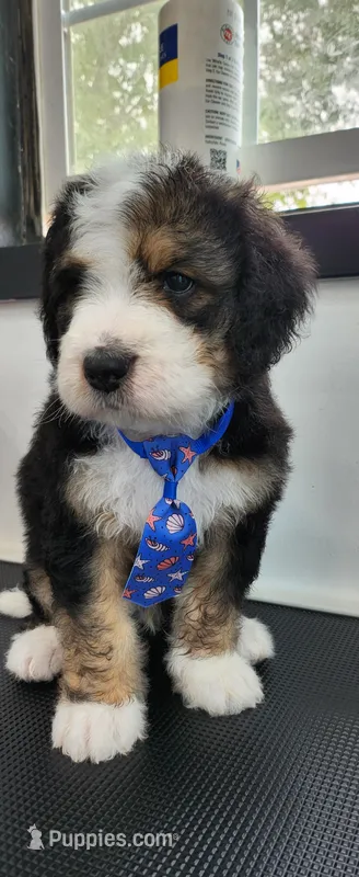 Ranger – Bernedoodle puppy for sale in Pueblo West, CO