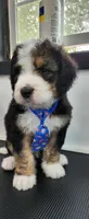 Ranger, a male Bernedoodle for sale in Pueblo West, CO – 3 of 10