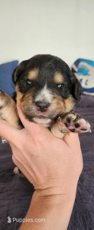 Maple – Bernedoodle puppy for sale in Pueblo West, CO