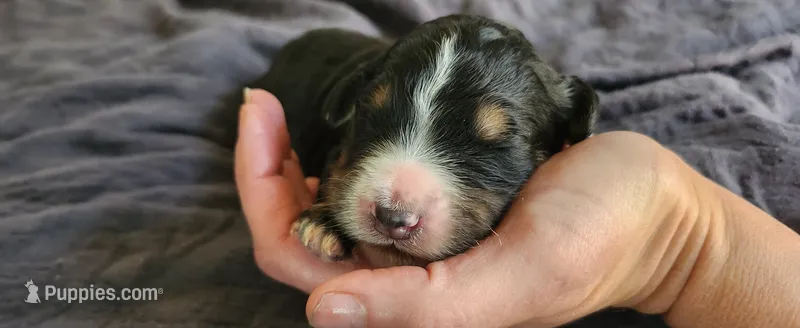 Maple – Bernedoodle puppy for sale in Pueblo West, CO