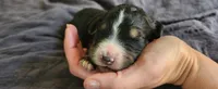 Maple, a female Bernedoodle for sale in Pueblo West, CO – 1 of 4