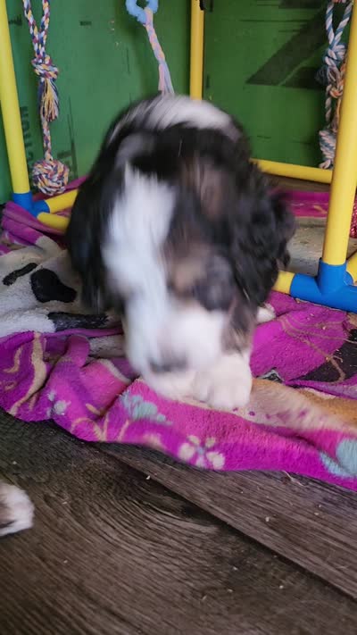 Ranger, a male Bernedoodle for sale in Pueblo West, CO – 9 of 10