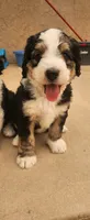 Ranger, a male Bernedoodle for sale in Pueblo West, CO – 6 of 10