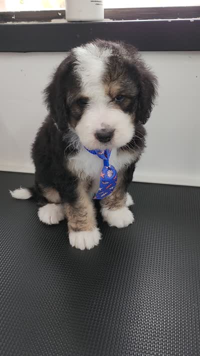 Ranger, a male Bernedoodle for sale in Pueblo West, CO – 10 of 10
