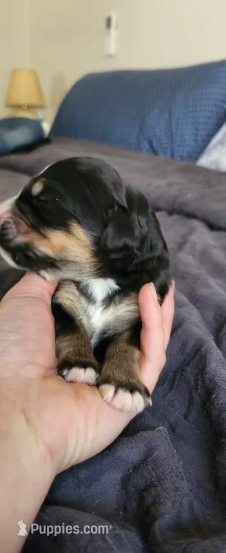 Juniper  – Bernedoodle puppy for sale in Pueblo West, CO