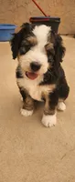 Ranger, a male Bernedoodle for sale in Pueblo West, CO – 7 of 10