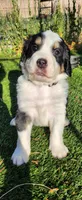 Moose, a male Bernedoodle for sale in Pueblo West, CO – 6 of 7