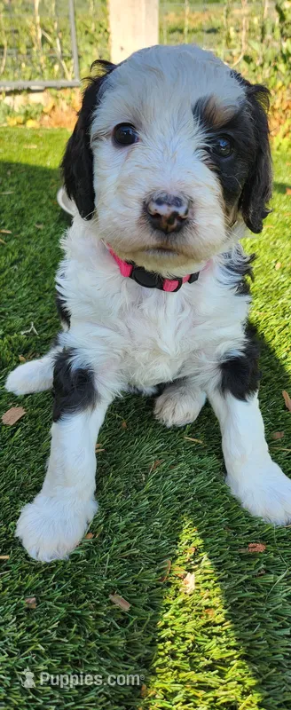 Aspin – Bernedoodle puppy for sale in Pueblo West, CO