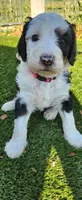 Aspin, a female Bernedoodle for sale in Pueblo West, CO – 6 of 9