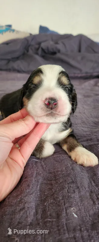 Ranger – Bernedoodle puppy for sale in Pueblo West, CO