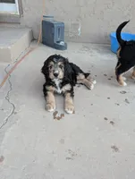 Juniper , a female Bernedoodle for sale in Pueblo West, CO – 8 of 9