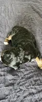 Oakley , a male Bernedoodle for sale in Pueblo West, CO – 3 of 3